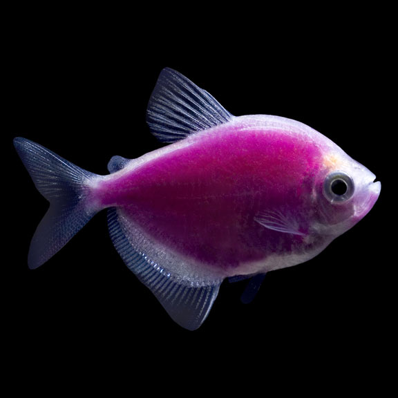 glowtetra purple